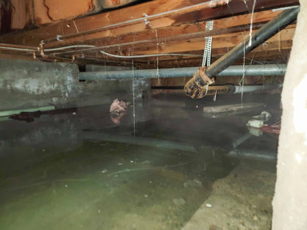 Best Professional water damage repair  in Madisonville, LA