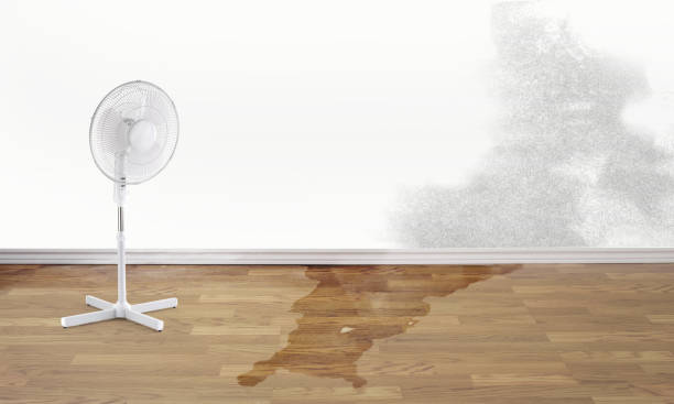 Best Local water damage restoration  in Madisonville, LA